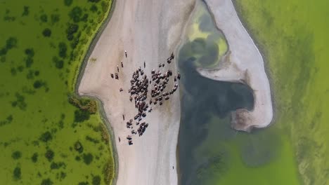 Aerial-drone-shot-top-view-herd-of-horse-along-a-lake-in-mongolia.